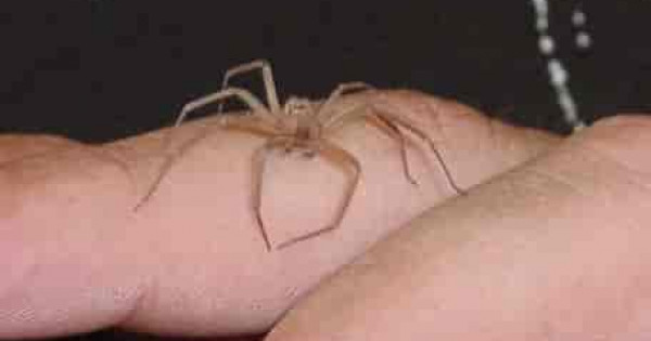 Домашние пауки кусаются. Паук отшельник Loxosceles reclusa укус.